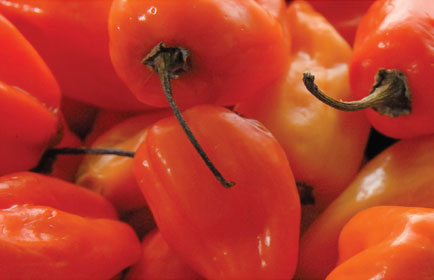 habanero peppers
