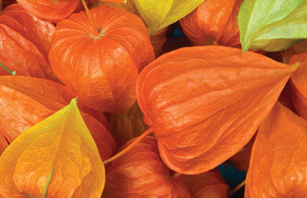 physalis